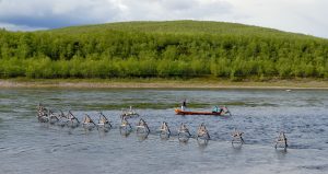 Pesca de salmão por açude.