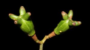 Planta amazônica.